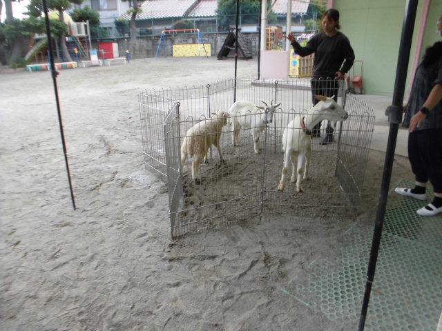 年長園外保育、ミルク動物園、NHK「ふみきりくん」