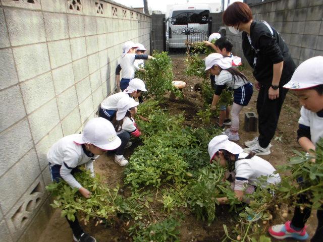 落花生の収穫